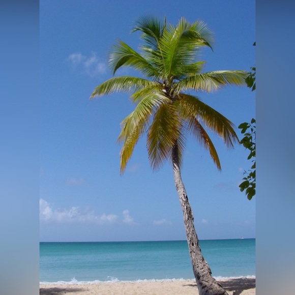 Meet your Posher, Stacy - Picture 1 of 1